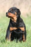 ROTTWEILER 610